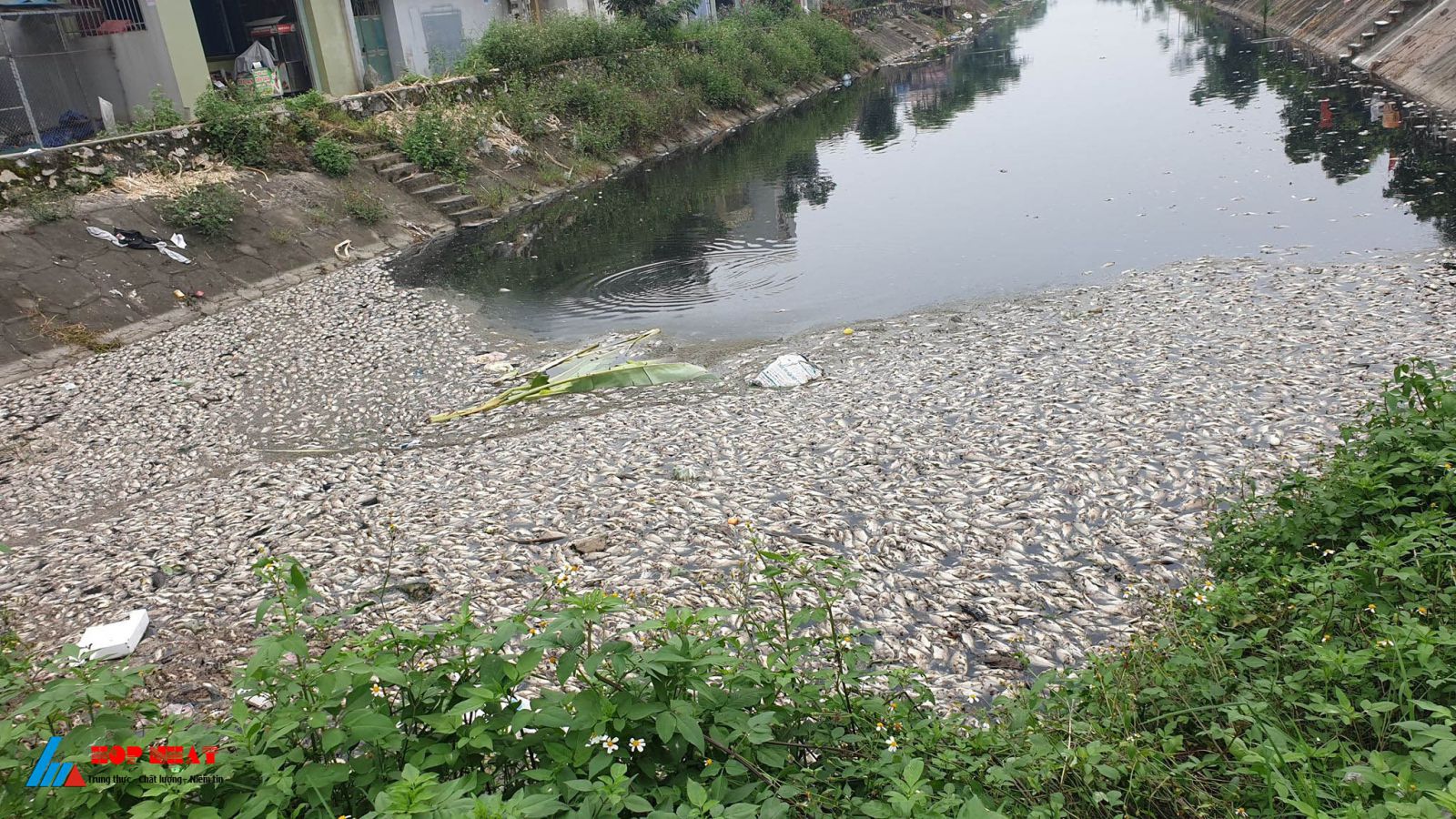 Lưu vực sông Nhuệ bị ô nhiễm bởi nước thải