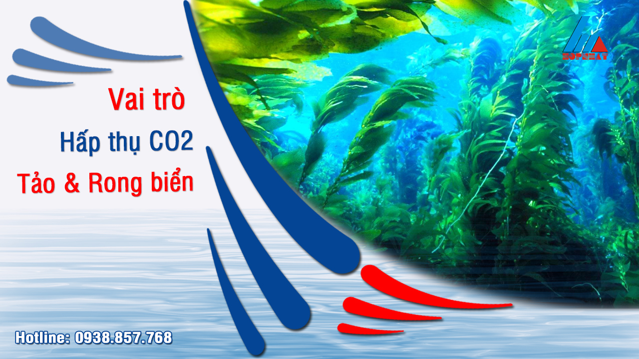 Tảo và rong biển giữ vai trò hấp thụ CO2