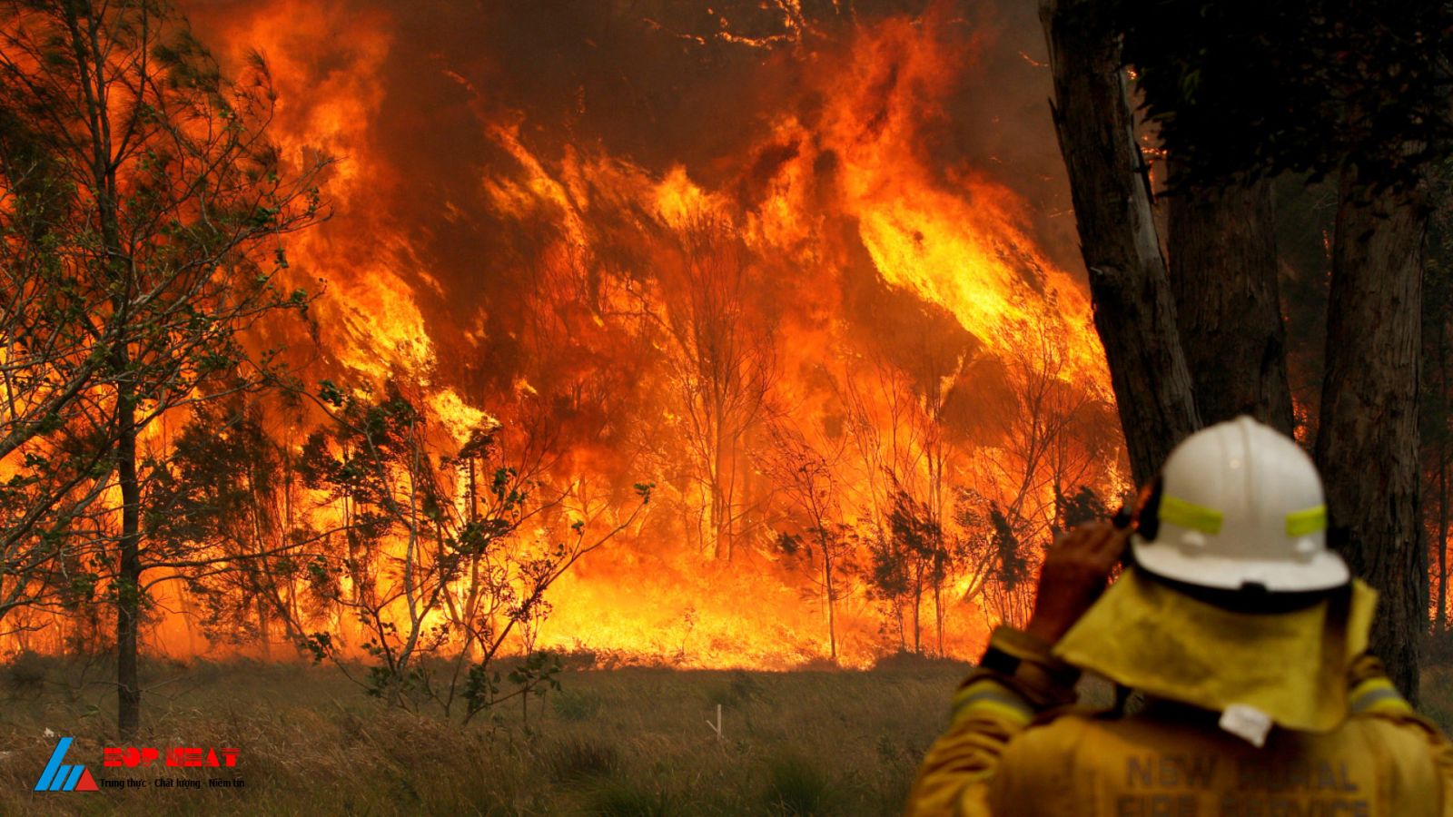 cháy rừng ở Australia