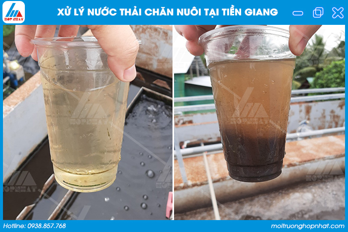 Xử lý nước thải chăn nuôi tại Tiền Giang