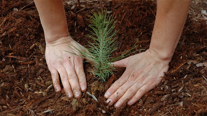 Trồng cây gây rừng là hoạt động bảo vệ tự nhiên