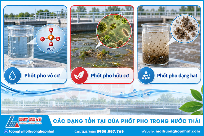Các dạng tồn tại của Phốt pho trong nước thải