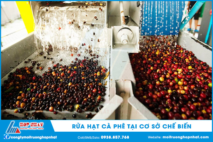Rửa hạt cà phê
