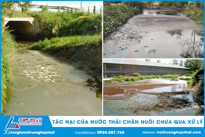 Tác hại của nước thải chăn nuôi nếu xả trực tiếp ra môi trường mà không xử lý